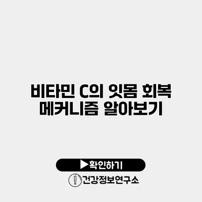비타민 C의 잇몸 회복 메커니즘 알아보기