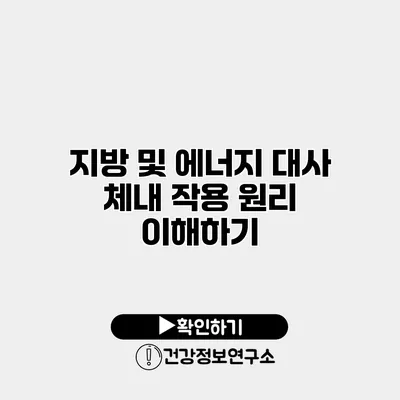 지방 및 에너지 대사 체내 작용 원리 이해하기